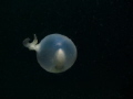   This cuttlefish egg was moving through sea just off house reef Mabul. took so many shots trying keep capture sharpish image. taken Canon S95 one INON strobe. Mabul image strobe  